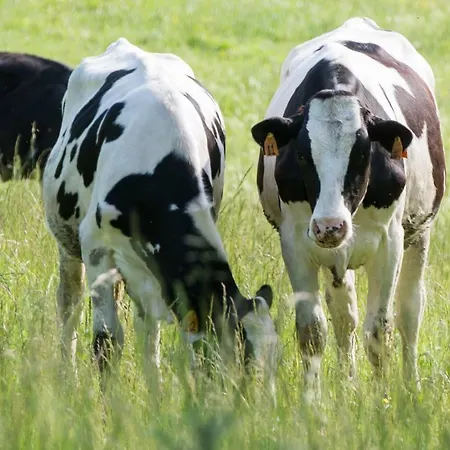 La Cartiera Dei Benandanti *