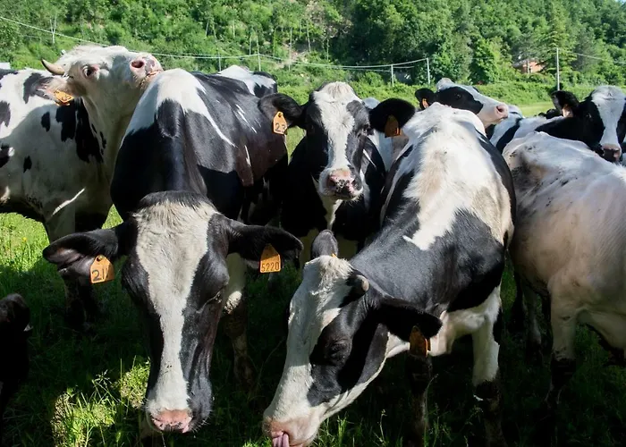 Feriegård La Cartiera Dei Benandanti