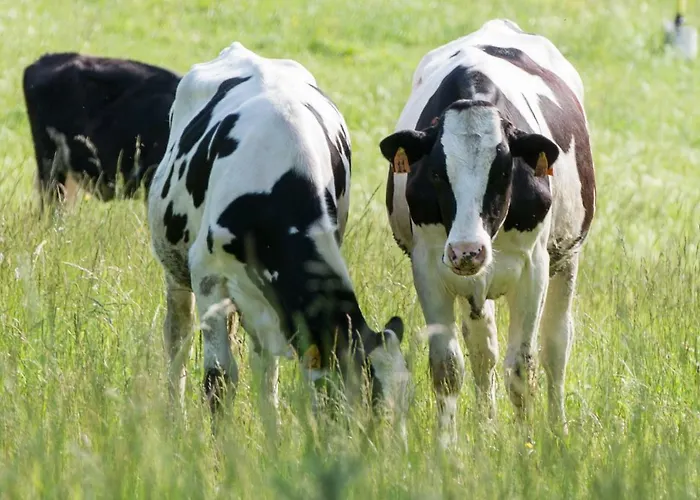 La Cartiera Dei Benandanti *